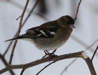 Fringilla coelebs_1